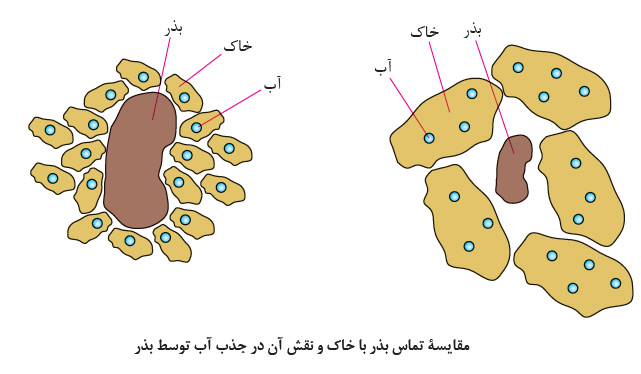 مقایسۀ تماس بذر با خاک و نقش آن در جذب آب توسط بذر