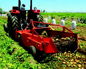 Harvesting potatoes with a potato conveyor