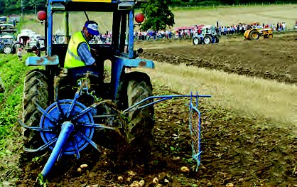 Rotary potato in operation