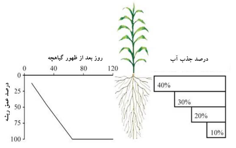 شکل 2) ناحیه استخراج آب خاک توسط ریشه و الگوهای توسعه ریشه گیاهان