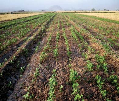 Soil grading in conventional cotton cultivation