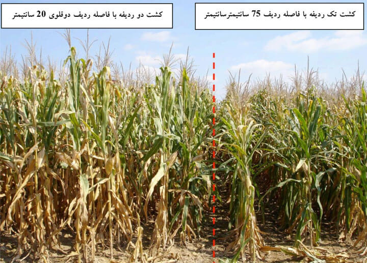 مقایسه ارتفاع بوته در کشت تک ردیفه ذرت با کشت دوردیفه با فاصله ردیف دوقلوی 20 سانتیمتر