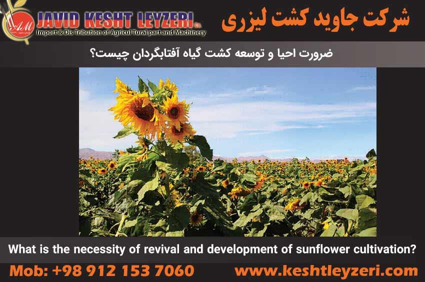 What is the necessity of revival and development of sunflower cultivation?