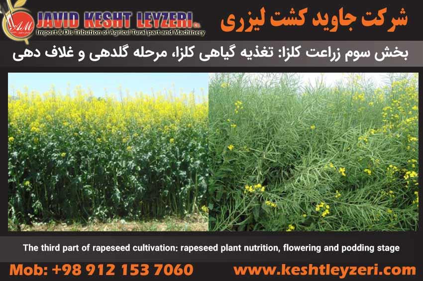 The third part of rapeseed cultivation - rapeseed plant nutrition, flowering and podding stage, seed