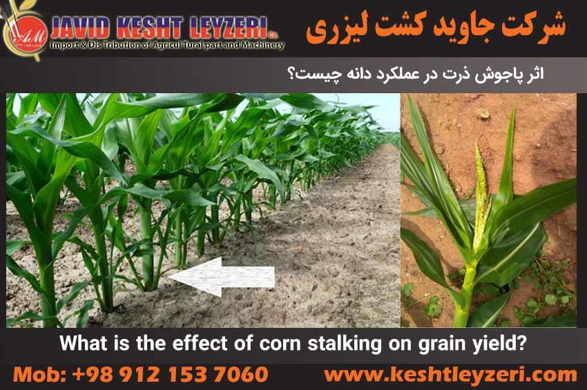 What is the effect of corn stalking on grain yield?