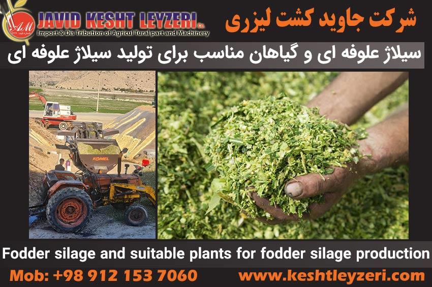 Fodder silage and suitable plants for fodder silage production