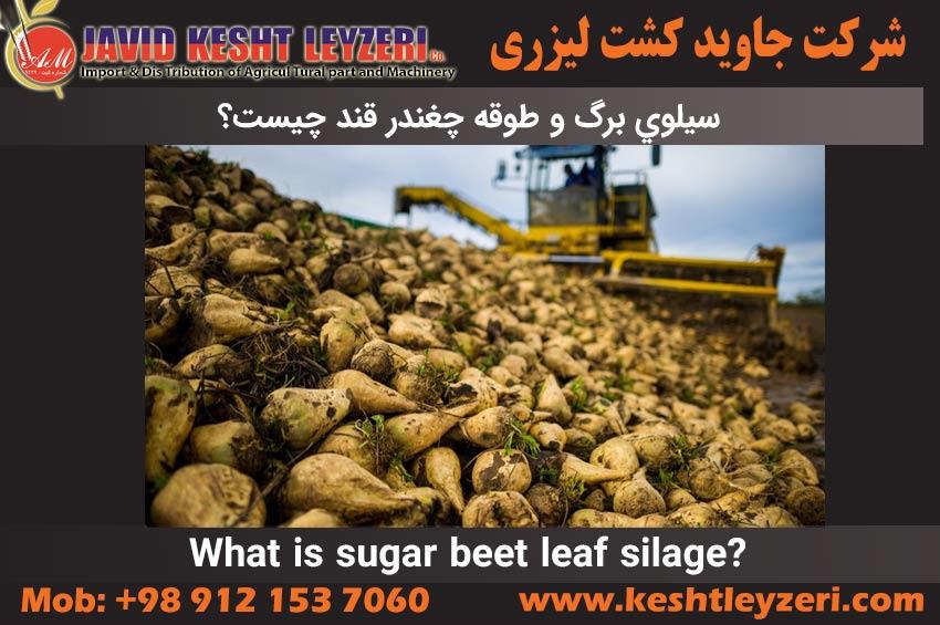 Leaf silage and sugar beet ring