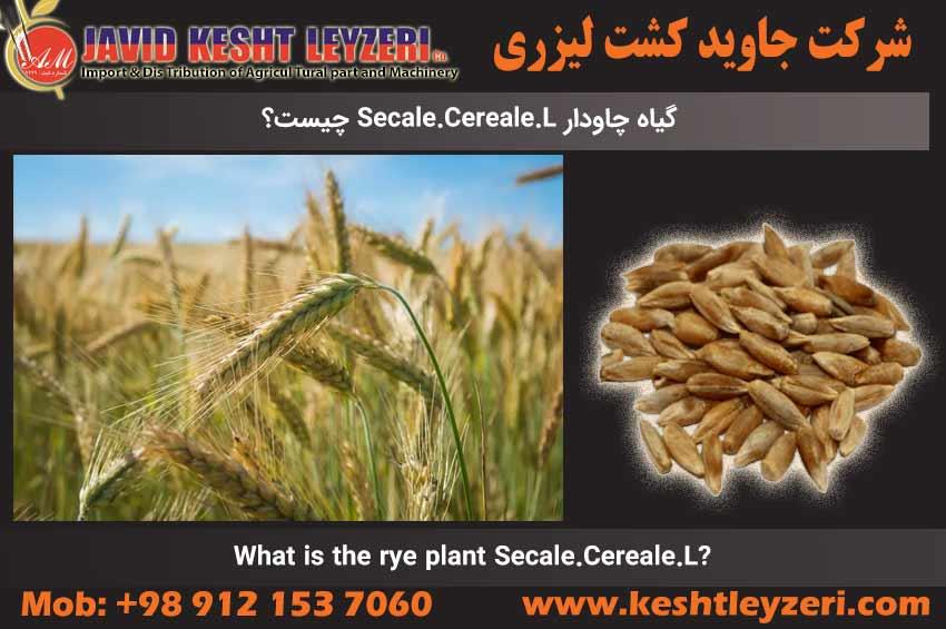 What is the rye plant Secale.Cereale.L?