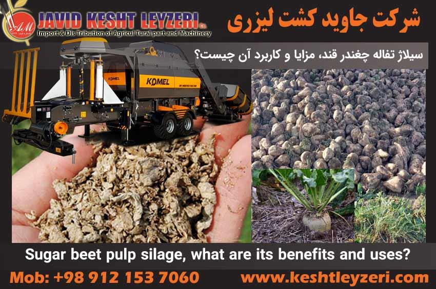 Sugar beet pulp silage, what are its benefits and uses?