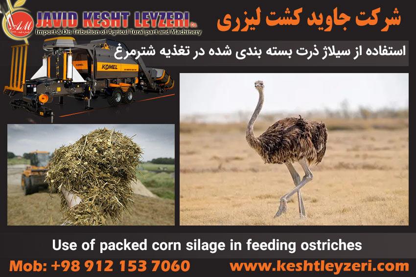 Corn and ostrich silage