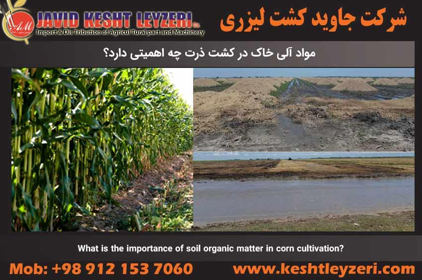 What is the importance of soil organic matter in corn cultivation?