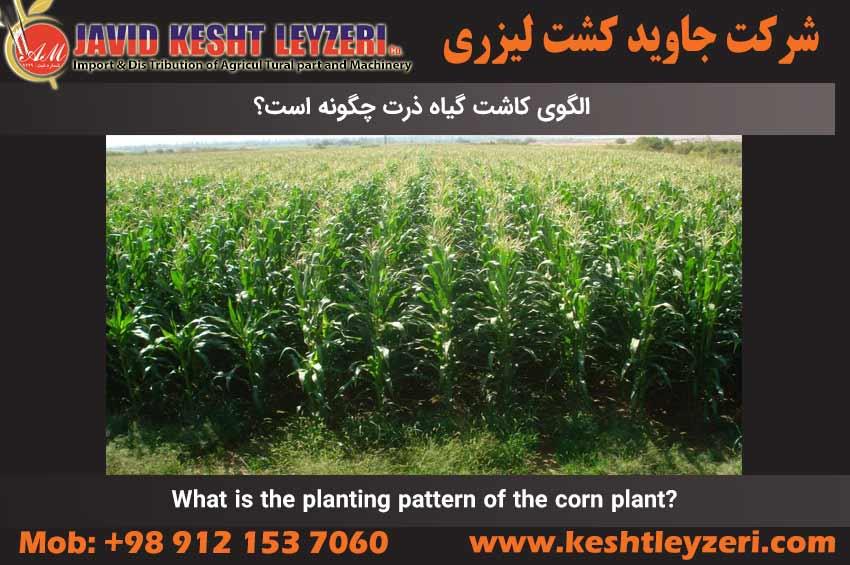 What is the planting pattern of the corn plant?