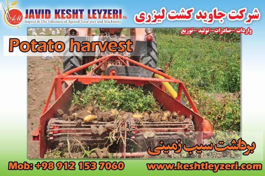 Potato harvester