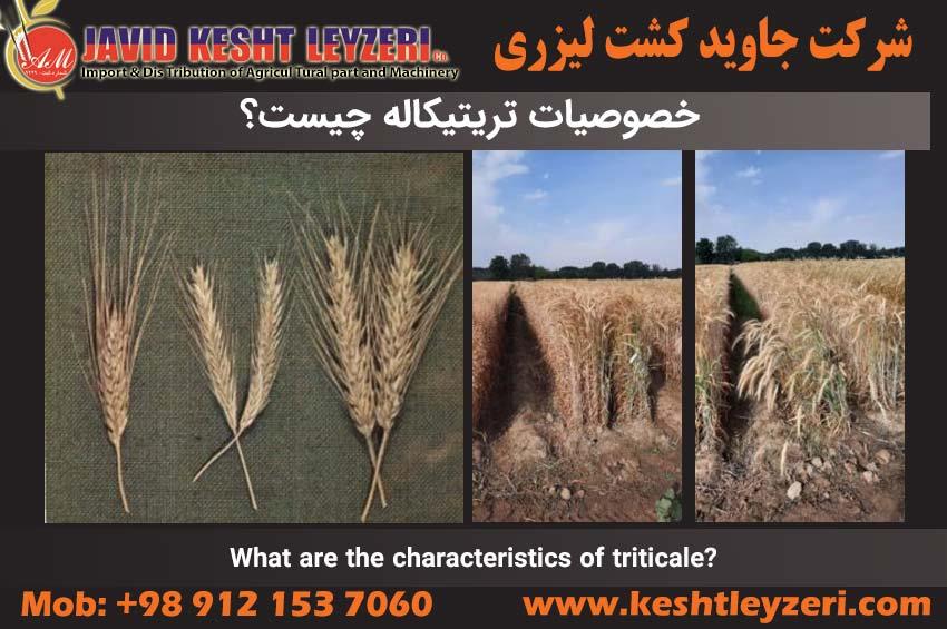 What are the characteristics of triticale?