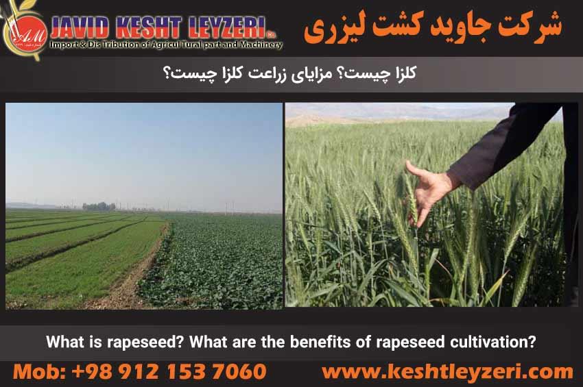 What is rapeseed? What are the benefits of rapeseed cultivation?