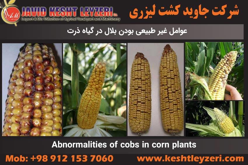 Types of cob damage in corn