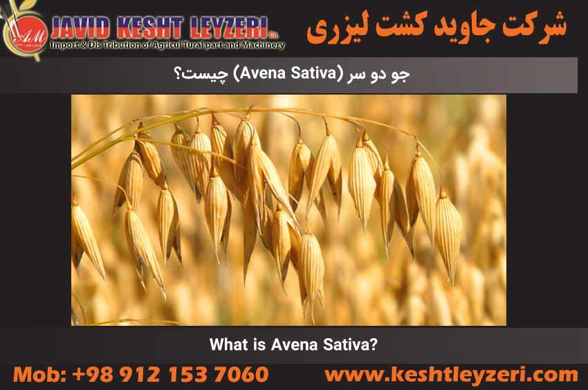 What is Avena Sativa?