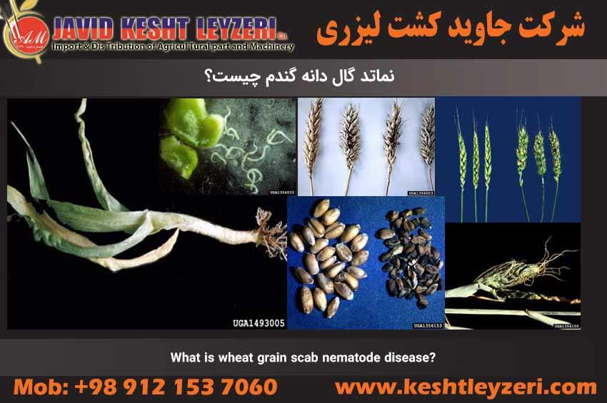 Wheat grain gall nematode