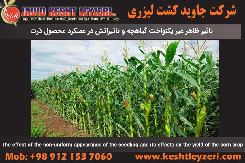 The effect of the non-uniform appearance of the seedling and its effects on the yield of the corn cr