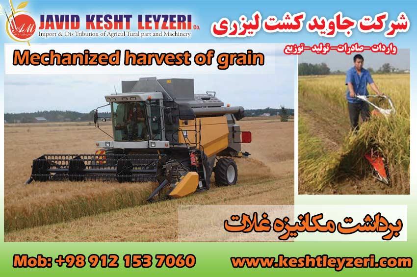 Mechanized harvest of grain with agricultural machinery